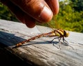 Hand holding wings of a dragonfly Darner, Family - Aeshnidae, Genus - Aeshna. It has transparent wings, yellow stripes on its Royalty Free Stock Photo