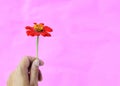 Hand holding withered red zinnia flowers on pastel pink backgrounds