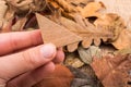 Hand holding wooden triangle over leaves