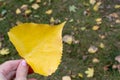 A hand holding yellow autumn leaf heart shaped, lawn with dry leaves on background Royalty Free Stock Photo