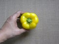 Hand holding yellow Bell pepper Royalty Free Stock Photo