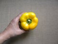 Hand holding yellow color Bell pepper Royalty Free Stock Photo