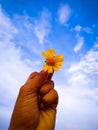 Hand holding yellow flower Royalty Free Stock Photo