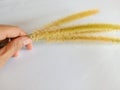 The hand holding the yellow foxtail flower Royalty Free Stock Photo