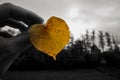 Hand holding yellow heart-shaped leaf Royalty Free Stock Photo