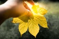 A hand holding a yellow leaf with green background,Yellow of leaf in autumn season Royalty Free Stock Photo