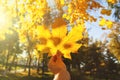 Hand holding a yellow maple leaf close-up on a blurred background of trees on a Sunny autumn day. A symbol of autumn Royalty Free Stock Photo