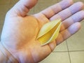 Hand holding pasta shell over tile floor