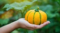 Hand holding yellow squash on blurred background, squash variety display with copy space Royalty Free Stock Photo