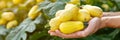 Hand holding yellow squash fresh selection on blurred background with copy space Royalty Free Stock Photo