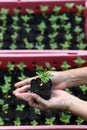 Hand holding young Calendula or Marigold tree on soil background for planting in garden. Royalty Free Stock Photo