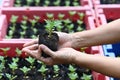 Hand holding young Calendula or Marigold tree on soil background for planting in garden. Royalty Free Stock Photo