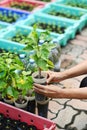 Hand holding young mulberry tree on soil background for planting in garden. Royalty Free Stock Photo