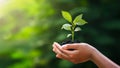 hand holding young plant on blur green nature background. concept eco earth day Royalty Free Stock Photo