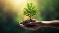 Hand holding young plant on blur green nature background. concept eco earth day Royalty Free Stock Photo