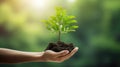 Hand holding young plant on blur green nature background. concept eco earth day Royalty Free Stock Photo