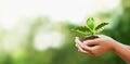 hand holding young plant on blur green nature background. concept eco earth day Royalty Free Stock Photo