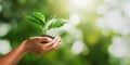 hand holding young plant on blur green nature background and sunslight. concept eco earth day Royalty Free Stock Photo