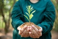 Hand holding young plant on bokeh green nature background. Concept eco earth day, environment day. Female hand holding seedlings Royalty Free Stock Photo