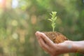 Hand holding young plant on bokeh green nature background. Concept eco earth day, environment day. Female hand holding seedlings Royalty Free Stock Photo