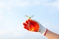 Hand holding a young plant. Close-up Royalty Free Stock Photo