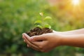 hand holding young plant and green background with sunshine. eco concept Royalty Free Stock Photo