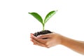 hand holding young plant isolate on white background Royalty Free Stock Photo