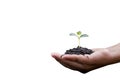 Hand holding young plant isolated on white background Royalty Free Stock Photo