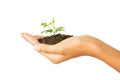 Hand holding young plant, isolated white background Royalty Free Stock Photo