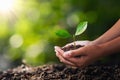 hand holding young plant for planting. concept green world Royalty Free Stock Photo