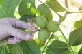 Hand holds a bottle with walnut essential oil. The concept of aromatherapy and cosmetology with a nutty smell, copy space Royalty Free Stock Photo