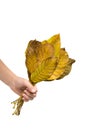 Autumn bouquet of leaves in hand