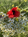 A hand holds a bouquet of field daisies and poppies