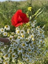 A hand holds a bouquet of field daisies and poppies