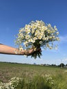 A hand holds a bouquet of medicinal chamomile on a blue sky background