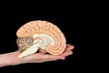 Hand holds brain hemisphere on black background Royalty Free Stock Photo