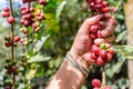 Hand holds branch of ripening coffee beans, Royalty Free Stock Photo