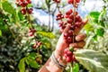 Hand holds branch of ripening coffee beans Royalty Free Stock Photo