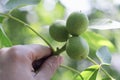 a hand holds a branch with three unripe walnuts