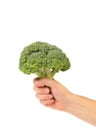 Hand holds broccoli.