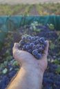 Hand holds a bunch of red grapes at sunrise