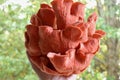 Hand Holds Cluster of Pink Oyster Fungi