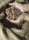 Hand holds cocoa beans