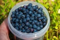 The hand holds the cup of blueberries in the green background of grass in the forest.