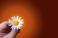 A hand holds a daisy flower on a colorful background