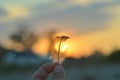 Hand holds a feather on a sunset background. Romance, dreamy mood, travel