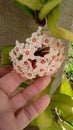 Mother-of-pearl flower in hand showing white petals with a red crown in the center, with a background of fleshy green leaves. Royalty Free Stock Photo