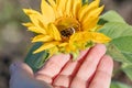 Hand holds a flower, on a sunflower Close-up of a bumblebee Royalty Free Stock Photo