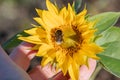 Hand holds a flower, on a sunflower Close-up of a bumblebee Royalty Free Stock Photo