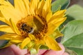 Hand holds a flower, on a sunflower Close-up of a bumblebee Royalty Free Stock Photo